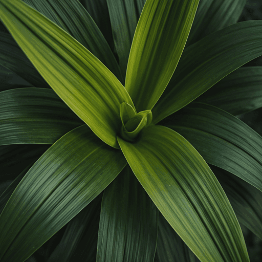Botanical background